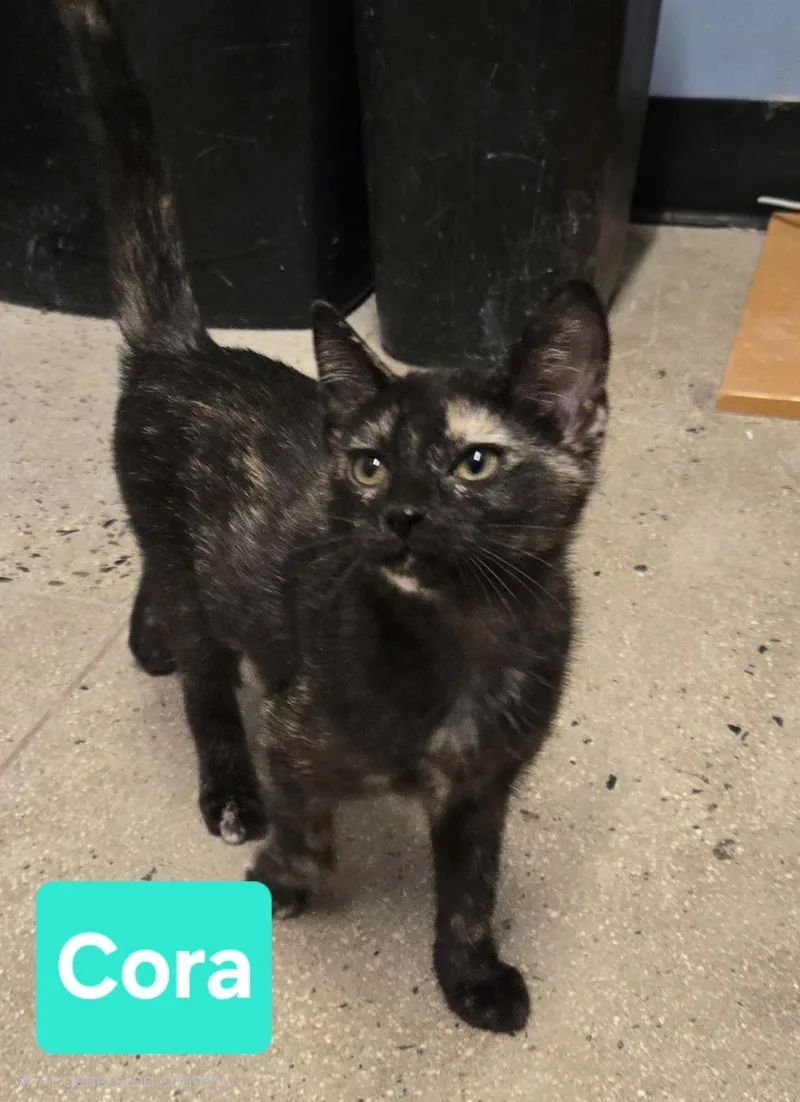 A baby medium-sized female Tortoiseshell cat named Cora for adoption in Fullerton, CA