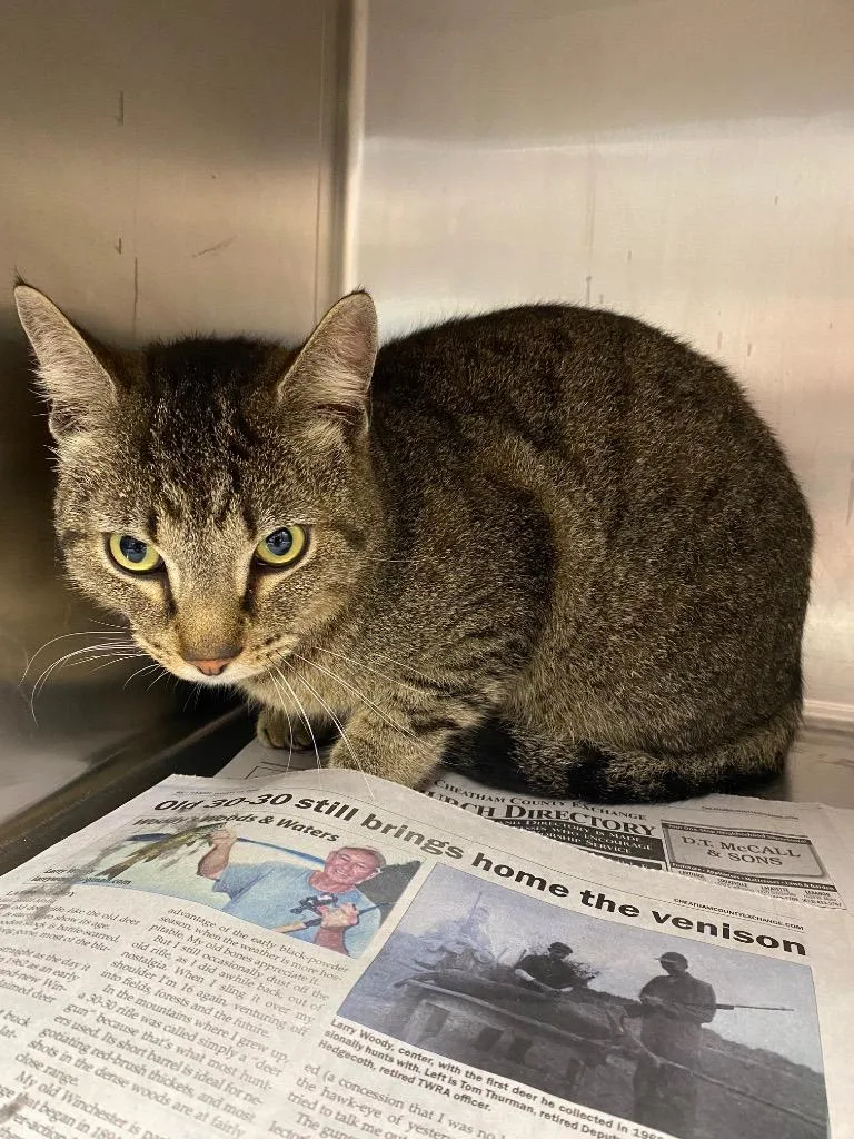 A young large-sized male Domestic Short Hair cat named Norbert for adoption in Hopkinsville, KY