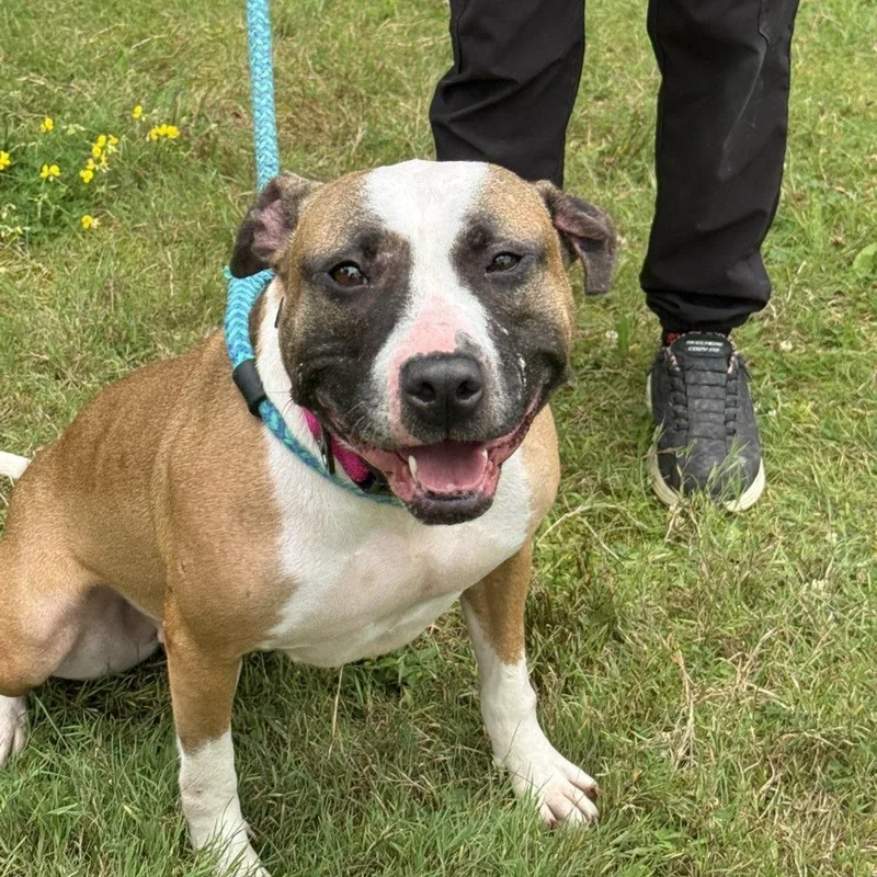 An adult medium-sized female Tricolor (Brown, Black, & White) Mixed Breed dog named Zelda for adoption in Youngstown, OH