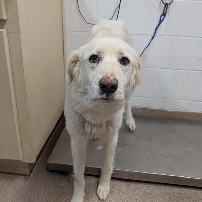 An adult medium-sized female White / Cream Great Pyrenees dog named Cake for adoption in Ardmore, OK