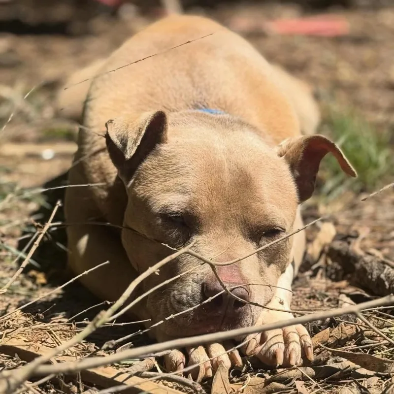 Dozer