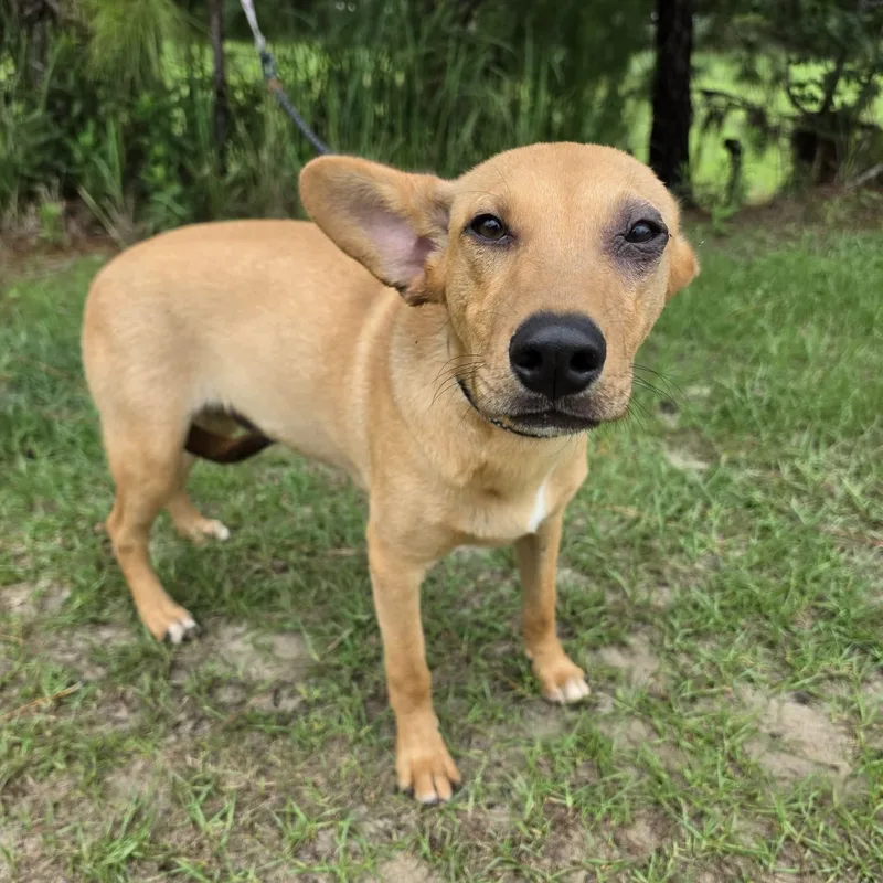 A baby medium-sized male Golden Corgi dog named Oliver for adoption in Foley, AL