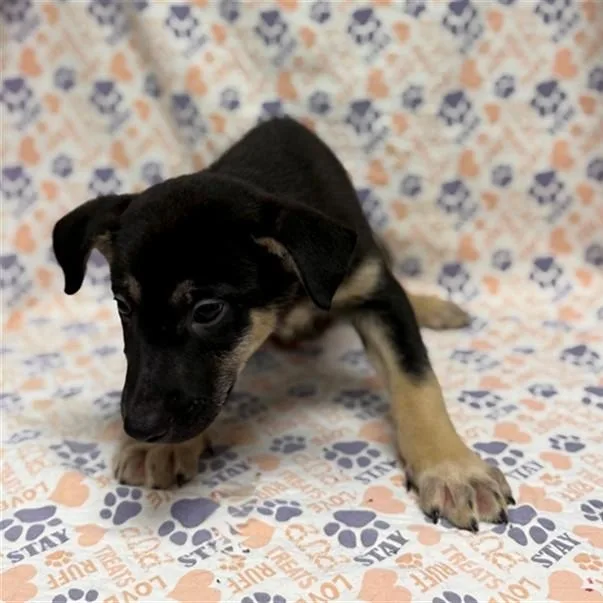 A baby medium-sized male Bicolor German Shepherd Dog dog named Yankee for adoption in Mount Carroll, IL