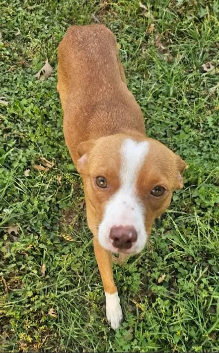 A young small-sized female Terrier dog named Trixie in TX for adoption in Cranston, RI