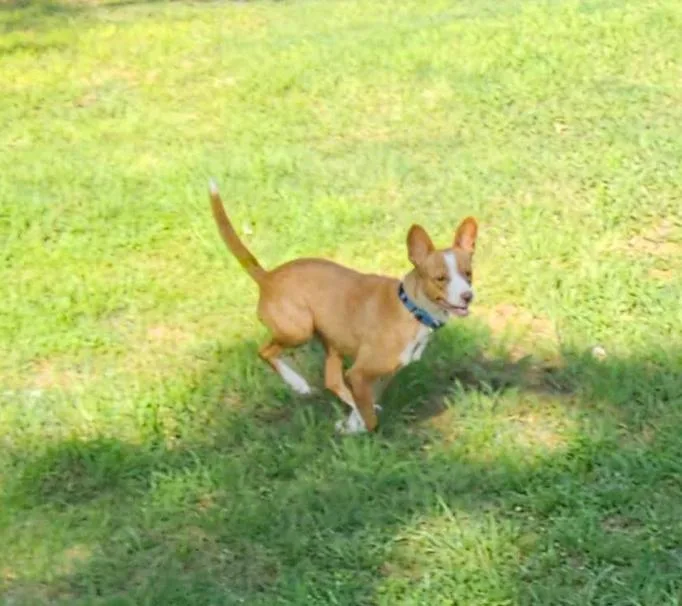 Trixie in TX thumbnail 2