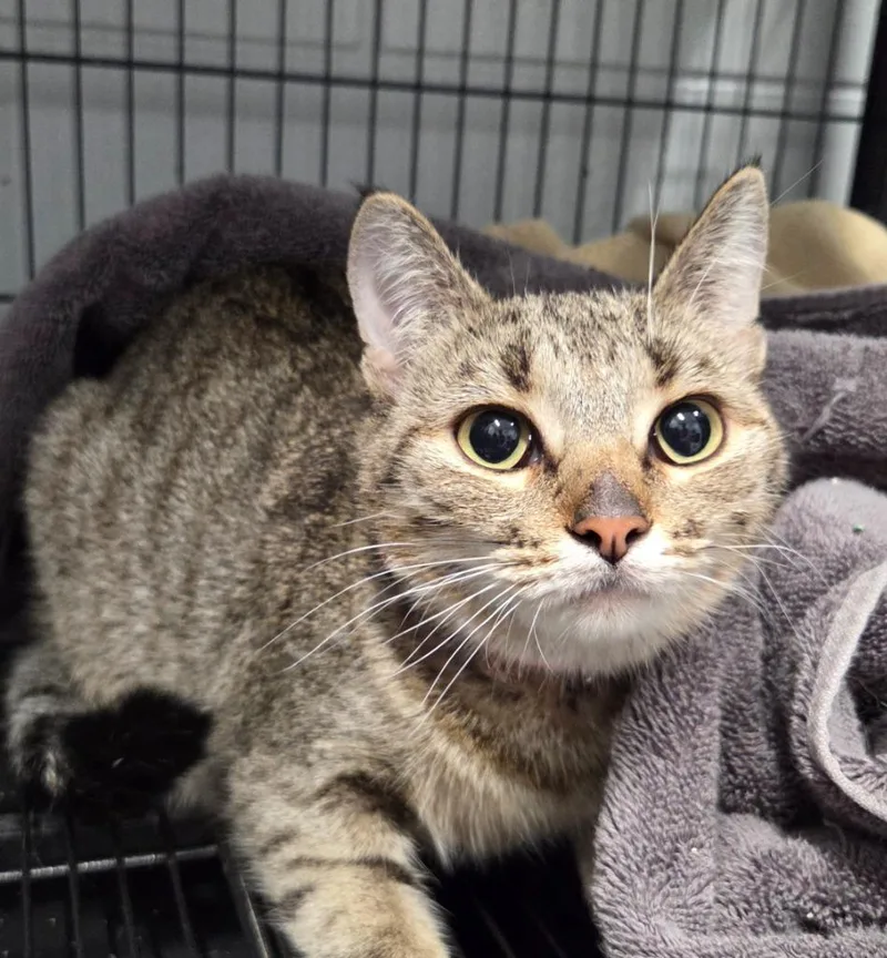 A young large-sized female Domestic Short Hair cat named Sweet Pea for adoption in Muskegon, MI