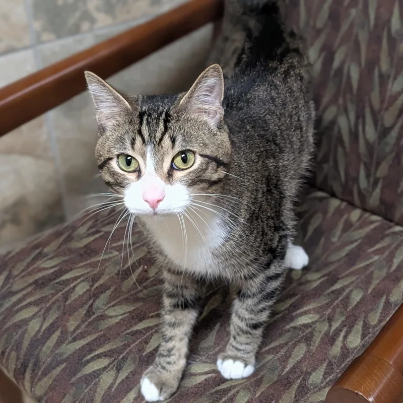 An adult medium-sized male Tabby (Brown / Chocolate) Domestic Short Hair cat named Butch  Working Cat for adoption in Jefferson, WI