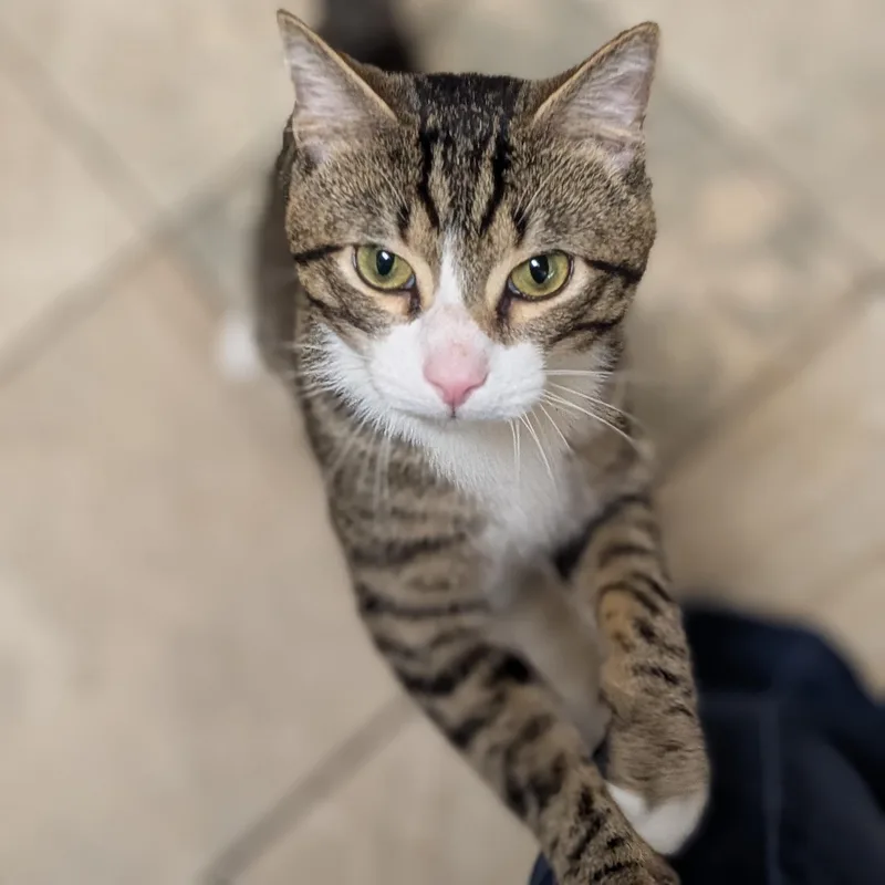 Butch  Working Cat thumbnail 2