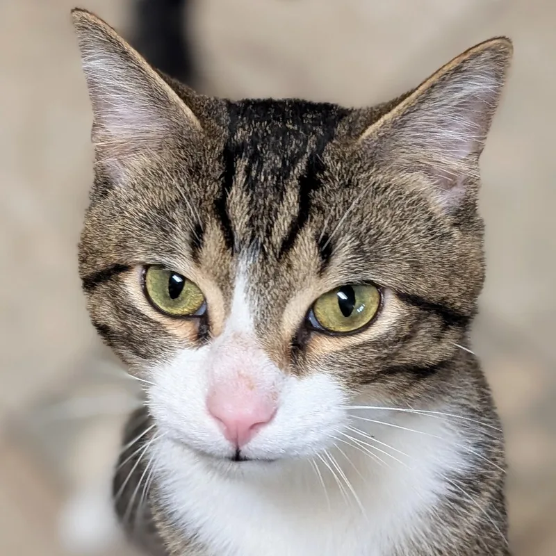 Butch  Working Cat thumbnail 3