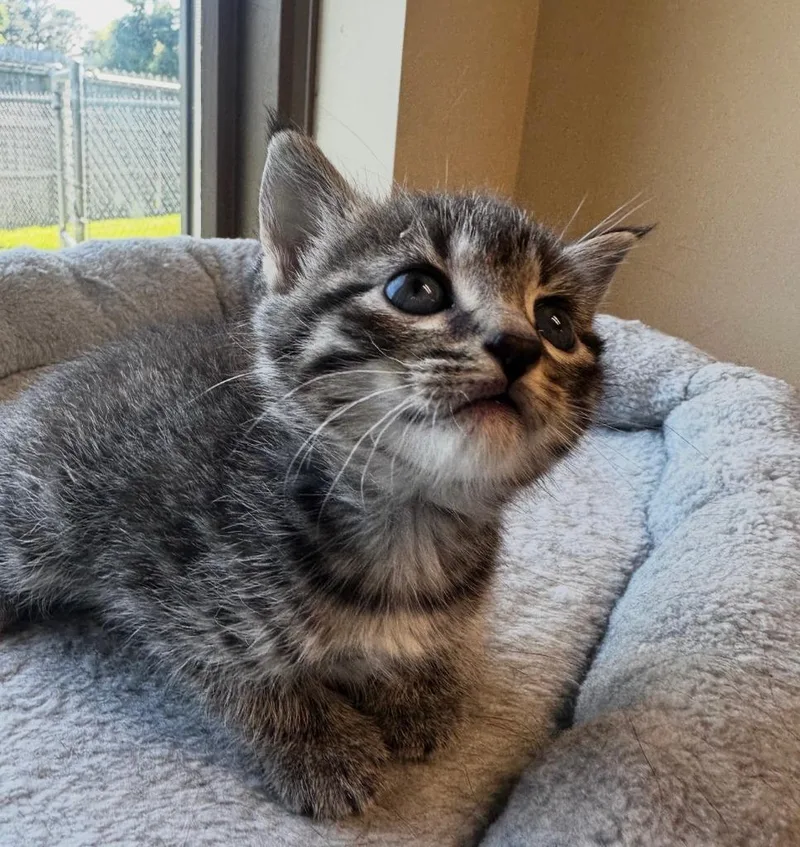 A baby medium-sized female Domestic Short Hair cat named Emma for adoption in Little Rock, AR
