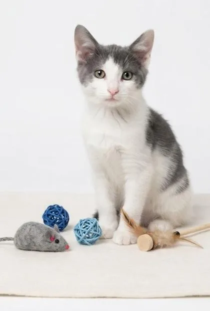 A baby small-sized female Domestic Short Hair cat named Stevie for adoption in Cumming, GA