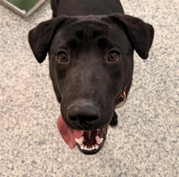 An adult large-sized female Labrador Retriever dog named Jeti for adoption in Golden, CO