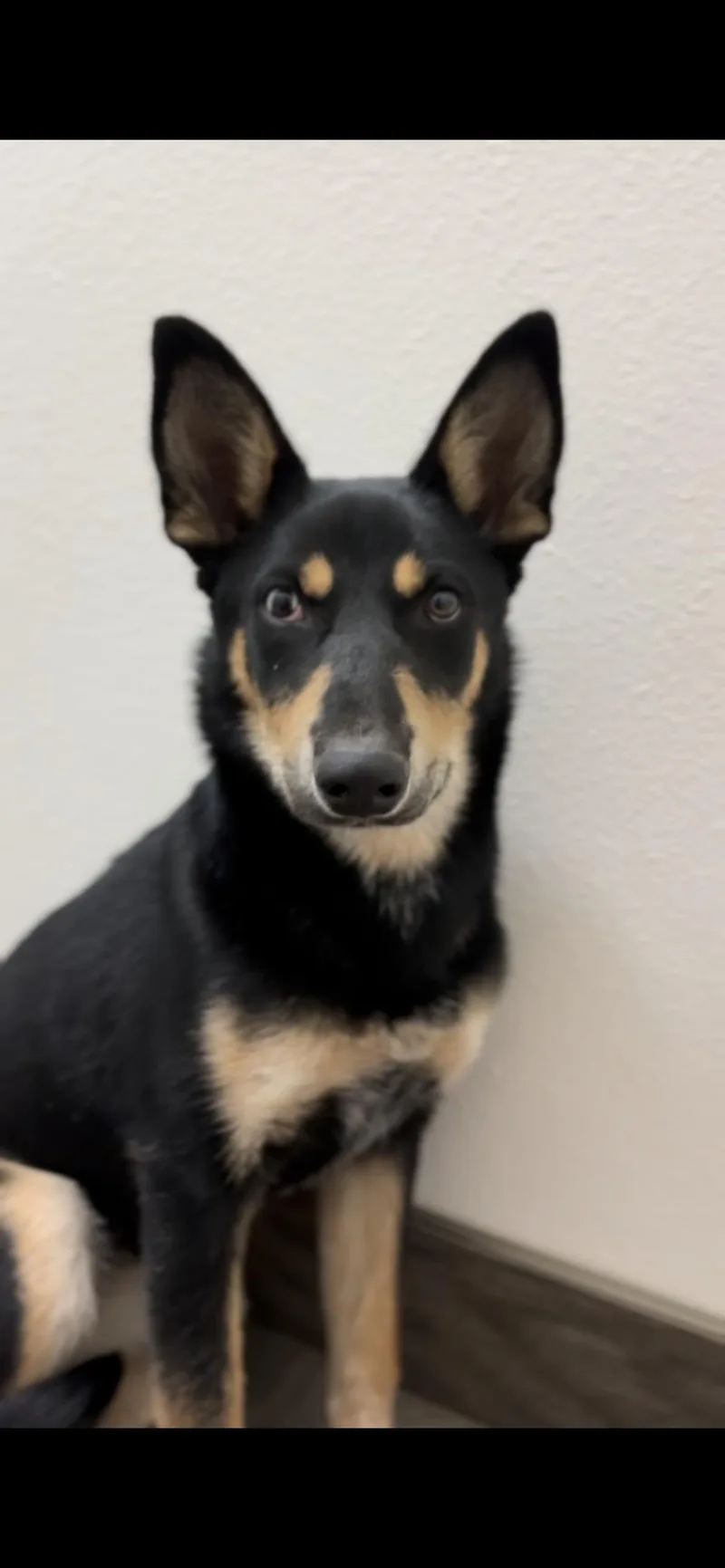 A young medium-sized female Australian Cattle Dog / Blue Heeler dog named Siren for adoption in Palm desert, CA