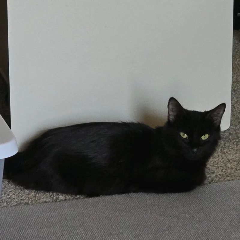A young medium-sized female Black Domestic Short Hair cat named Oakley for adoption in Greensburg, PA