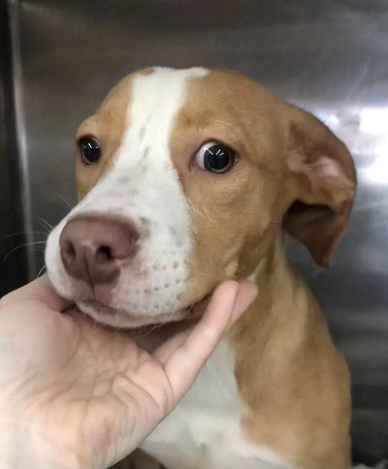 A baby medium-sized female White / Cream Labrador Retriever dog named Simone for adoption in Parma, OH