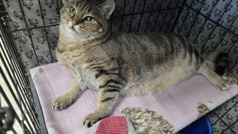 A senior medium-sized female Tabby (Brown / Chocolate) Domestic Short Hair cat named Tiana for adoption in Mokena, IL