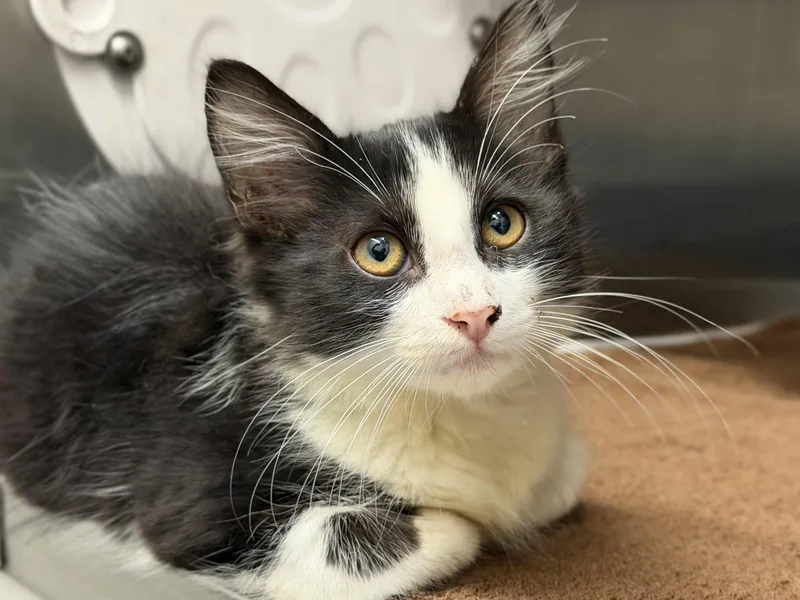 A baby small-sized male Domestic Medium Hair cat named Francisco for adoption in Los Angeles, CA