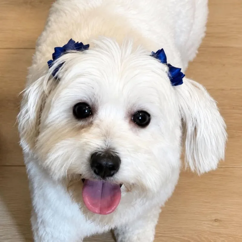A young small-sized female White / Cream Maltese dog named Maddie for adoption in West Chester, PA