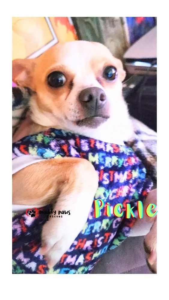 An adult small-sized female Chihuahua dog named Pickle No Longer for adoption in Council Bluffs, IA