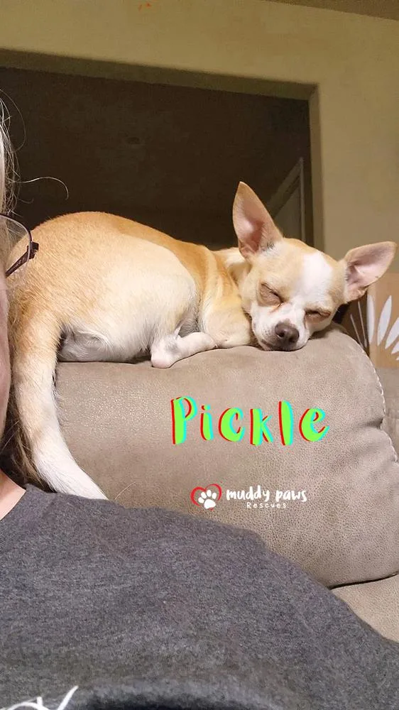 Pickle  No Longer thumbnail 2