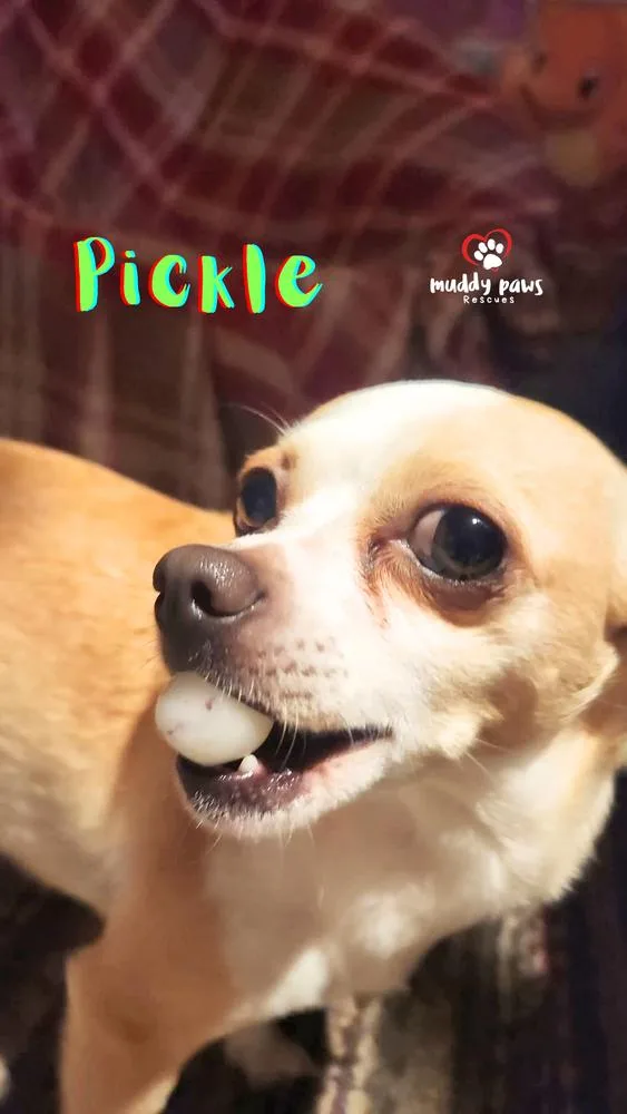 Pickle  No Longer thumbnail 3