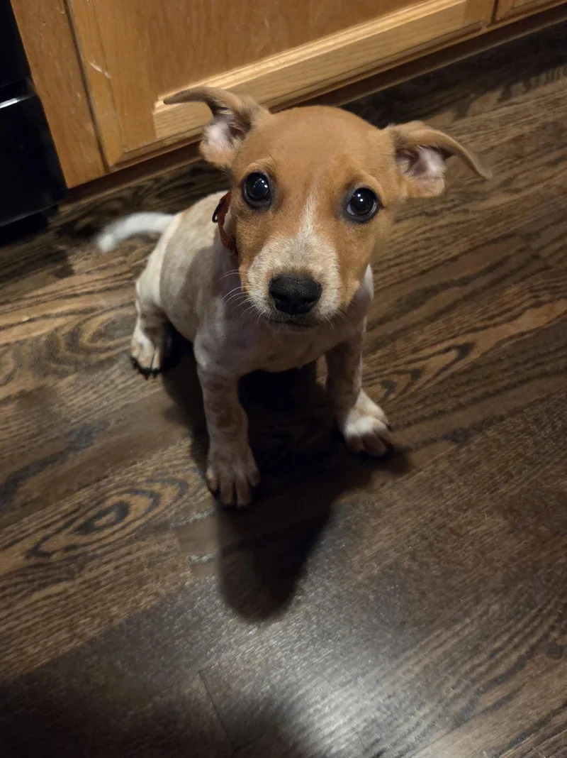 A baby large-sized male Australian Cattle Dog / Blue Heeler dog named Pepin for adoption in Brooklyn Center, MN