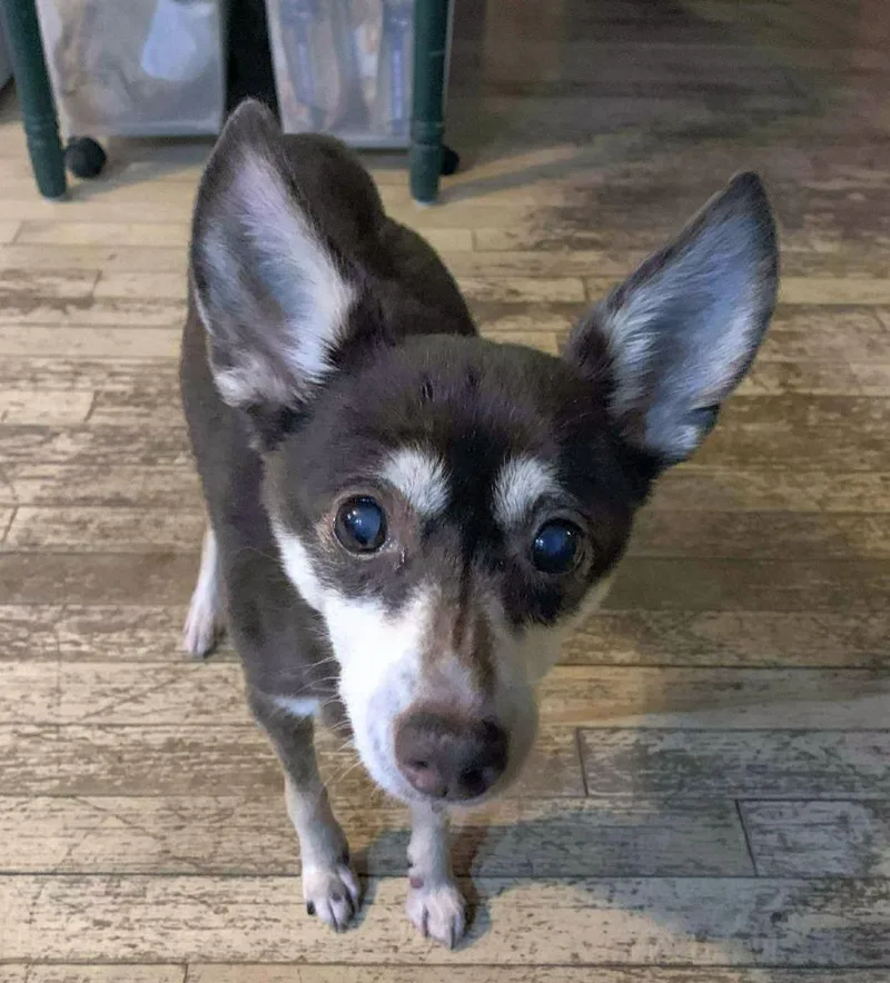 Gracie $ thumbnail 4