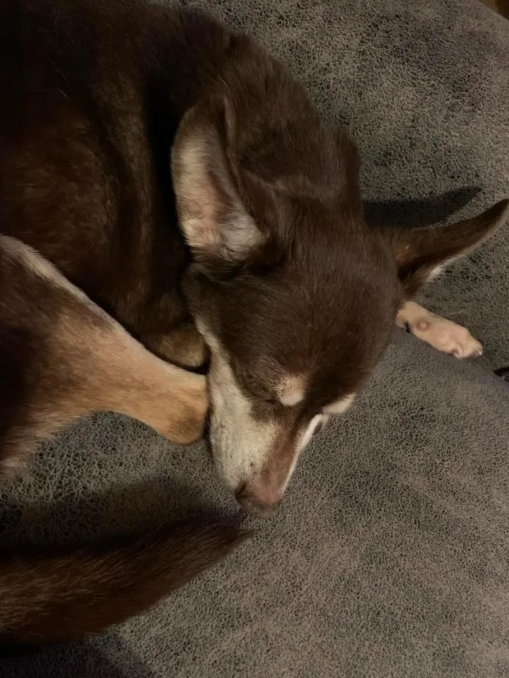 Gracie $ thumbnail 5