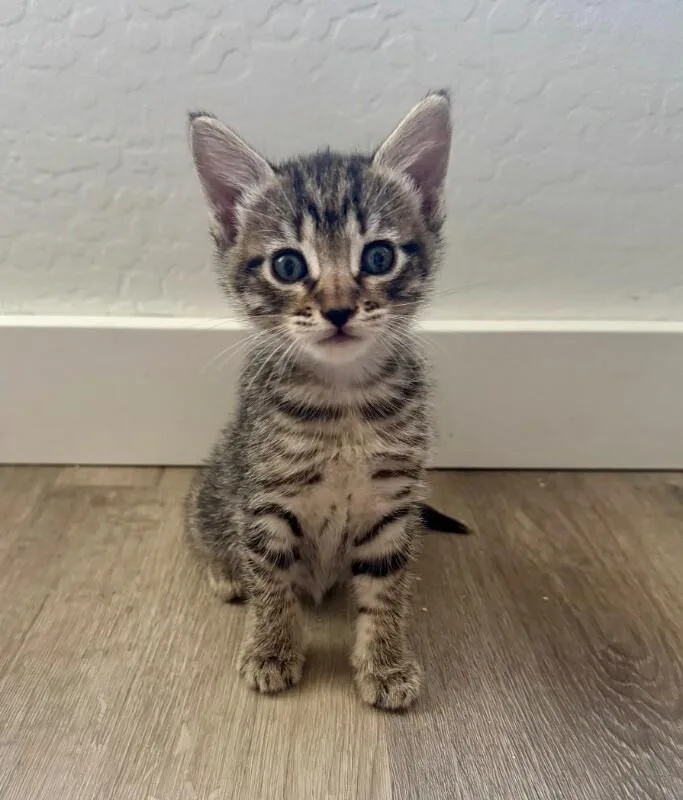 A baby small-sized male Gray & White Tabby cat named Lucky Dalmatians for adoption in Anthem, AZ
