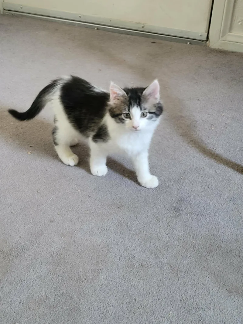 A baby medium-sized male Black Maine Coon cat named Stevie for adoption in Palmdale, CA