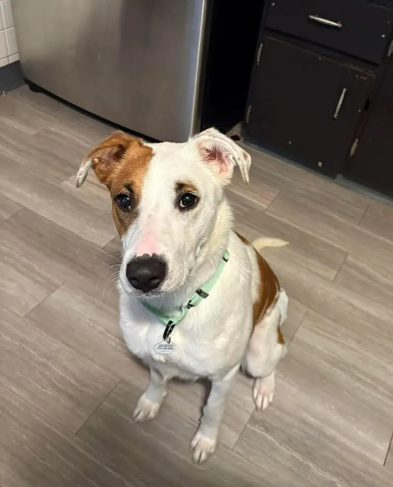 Dutchess thumbnail 2