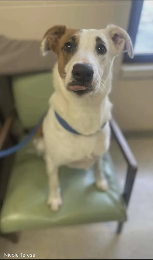 Dutchess thumbnail 3