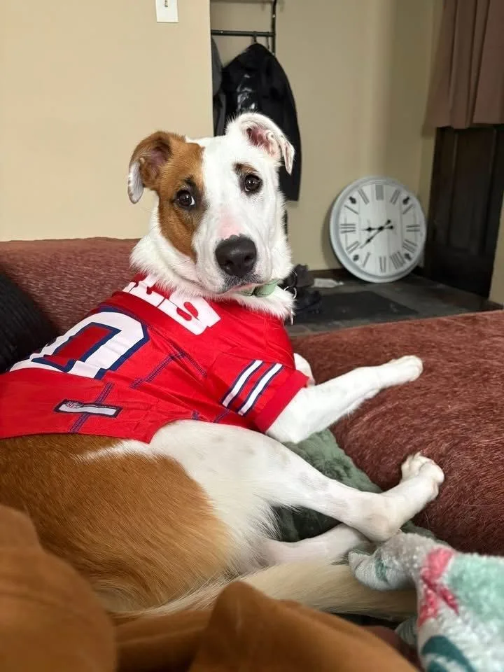 Dutchess thumbnail 4