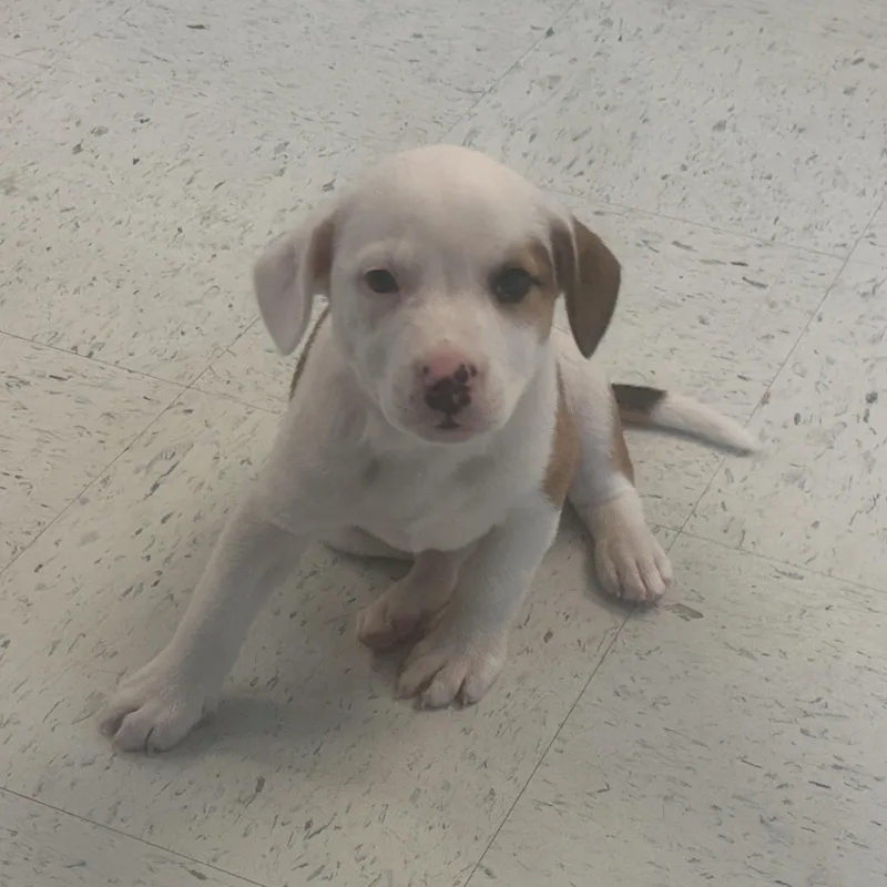A baby medium-sized female Labrador Retriever dog named Lake for adoption in Carmel, NY