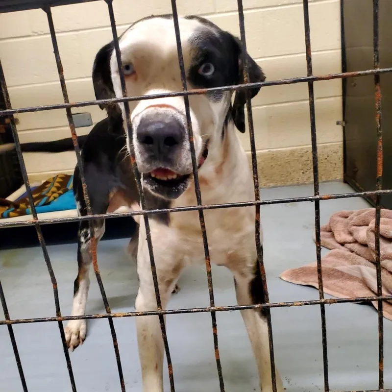 An adult medium-sized male Gray / Blue / Silver Cattle Dog dog named Roscoe for adoption in Denison, TX