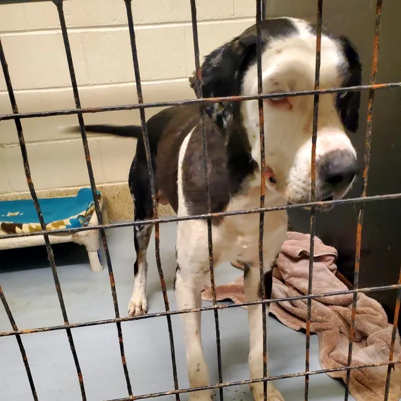 Roscoe thumbnail 2