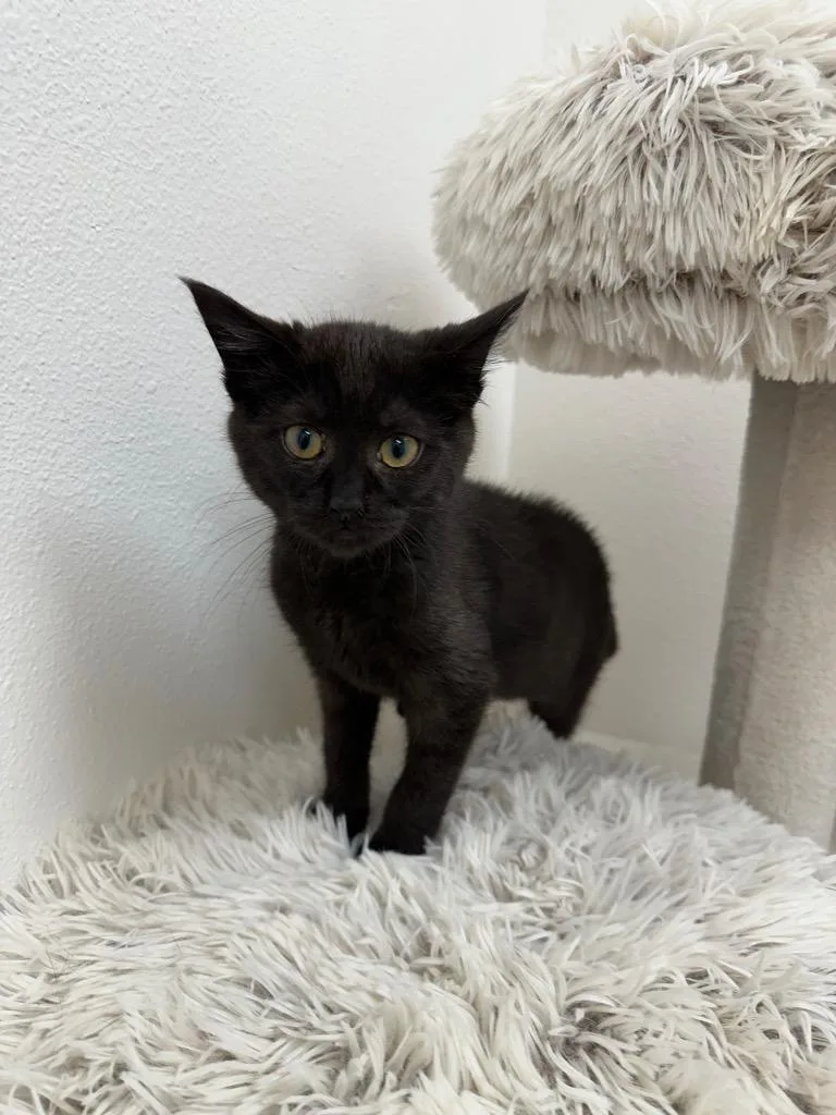 A baby medium-sized female Domestic Short Hair cat named Grizzly for adoption in Newberg, OR
