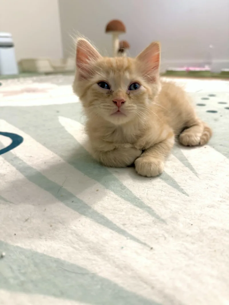 A baby medium-sized male Orange / Red Domestic Medium Hair cat named Rocky for adoption in Mullica Hill, NJ