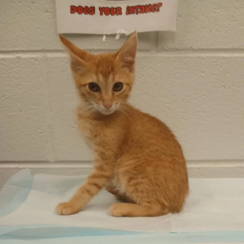 A baby small-sized male Orange / Red Domestic Short Hair cat named Bagheera for adoption in Chattanooga, TN