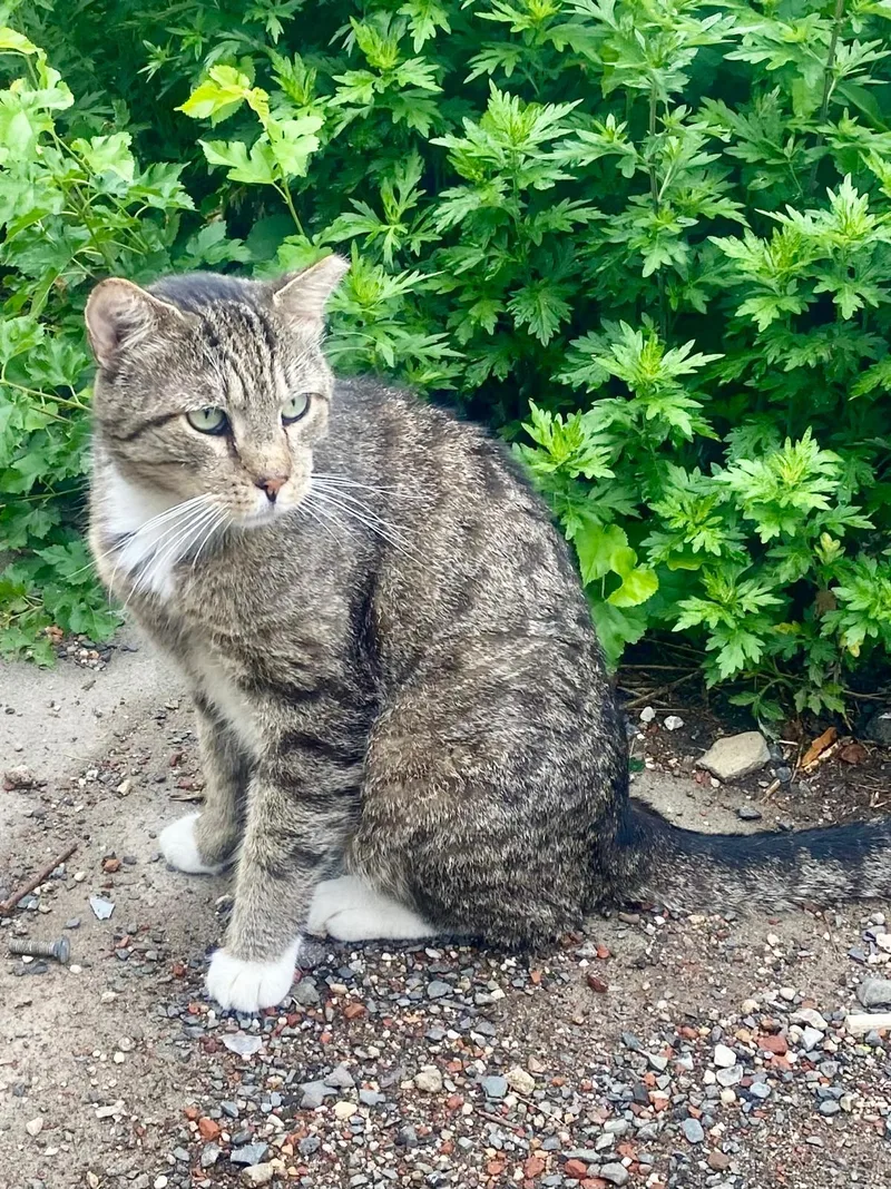 An adult medium-sized male Domestic Short Hair cat named Chickpea for adoption in Weehawken, NJ