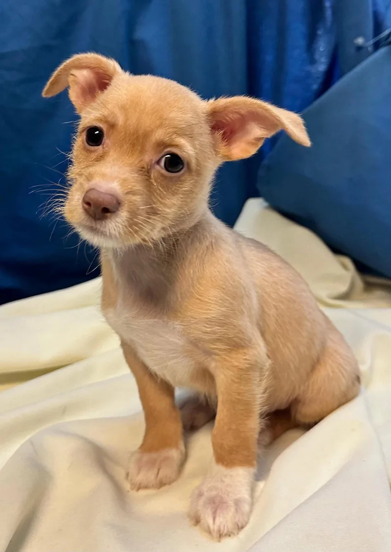 A baby small-sized female Chihuahua dog named Grace for adoption in Margate, FL