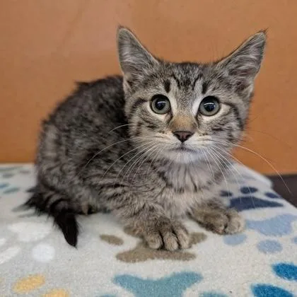 A baby small-sized female Tabby (Brown / Chocolate) Domestic Short Hair cat named Ginny for adoption in Rochester, MN