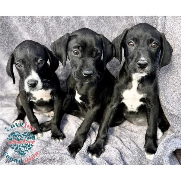 Saint Joseph Litter Coh thumbnail 2