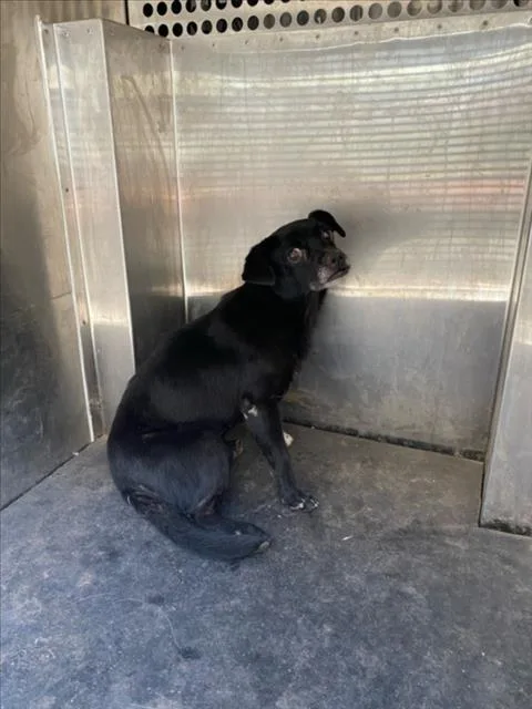 A senior small-sized male Chihuahua dog named Russel for adoption in Woodland, CA