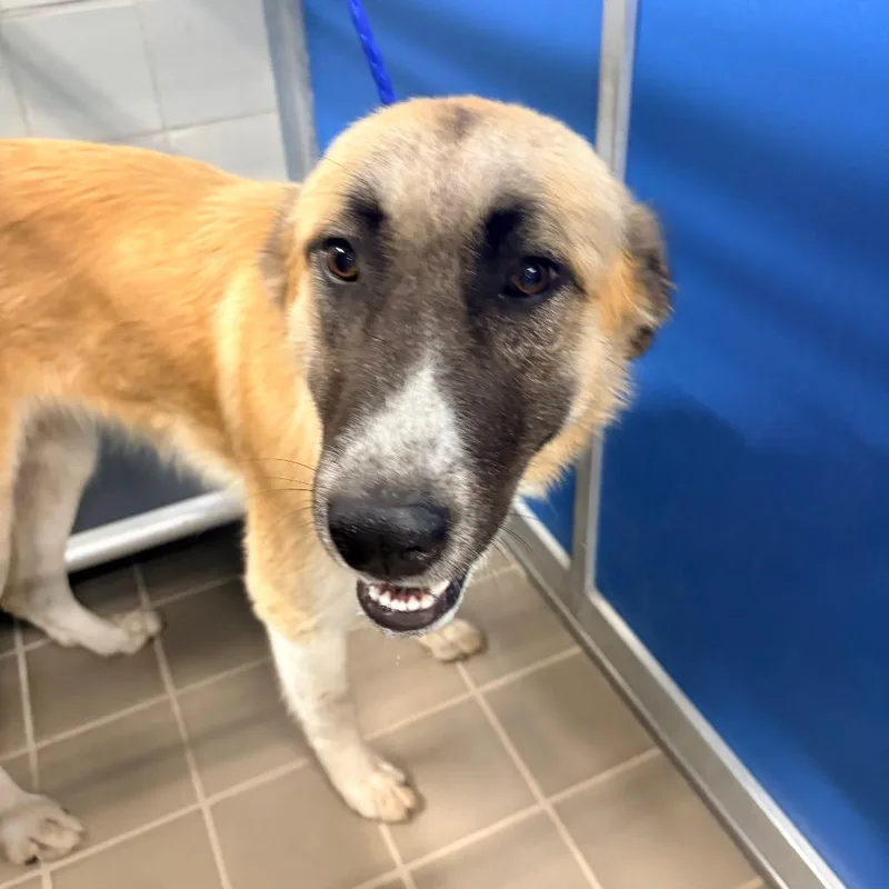 An adult large-sized female Yellow / Tan / Blond / Fawn German Shepherd Dog dog named Bree for adoption in Bryan, TX
