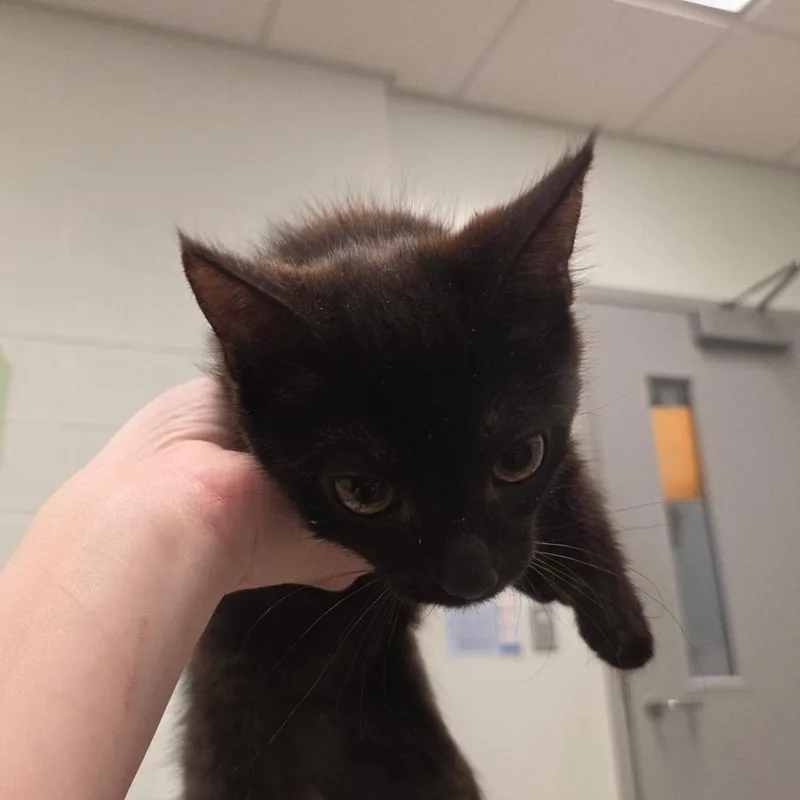 A young small-sized female Black Domestic Short Hair cat named Dancy for adoption in Chattanooga, TN
