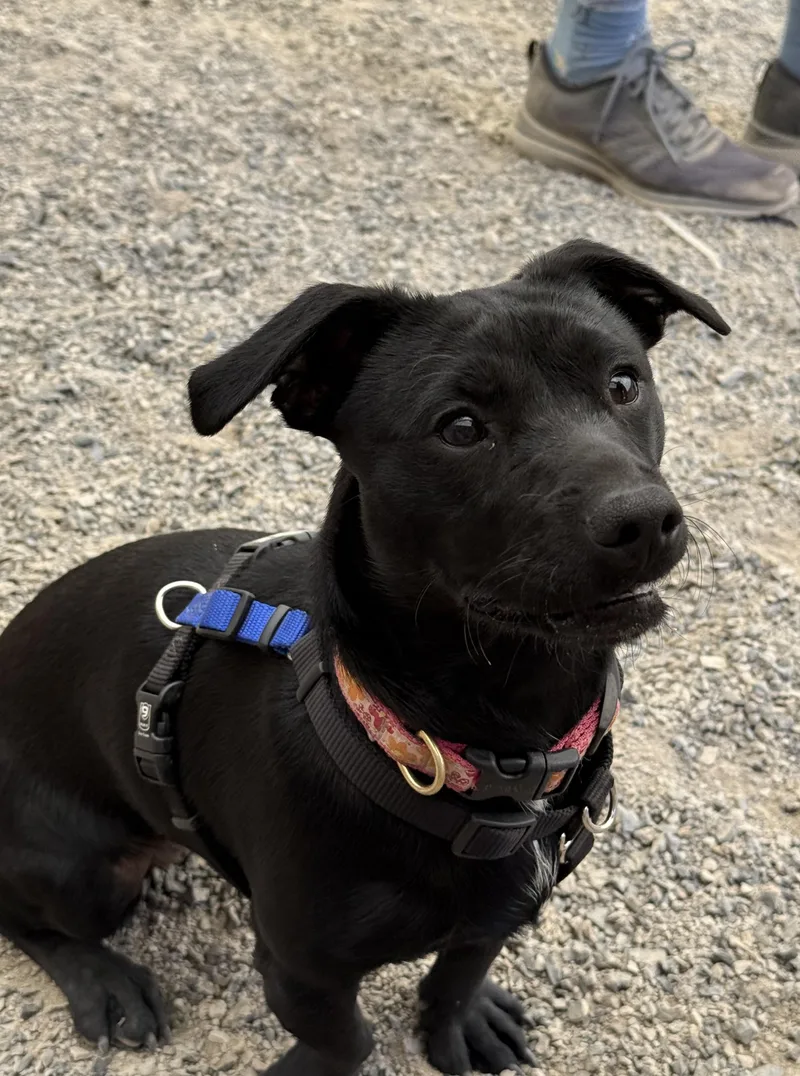 A young small-sized female Black Terrier dog named Penny for adoption in Petaluma, CA