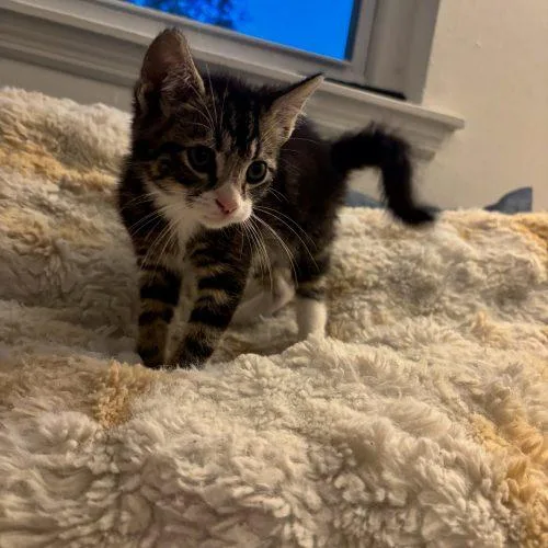 A baby small-sized female Tabby (Brown / Chocolate) Domestic Short Hair cat named Lucy for adoption in Sanford, NC