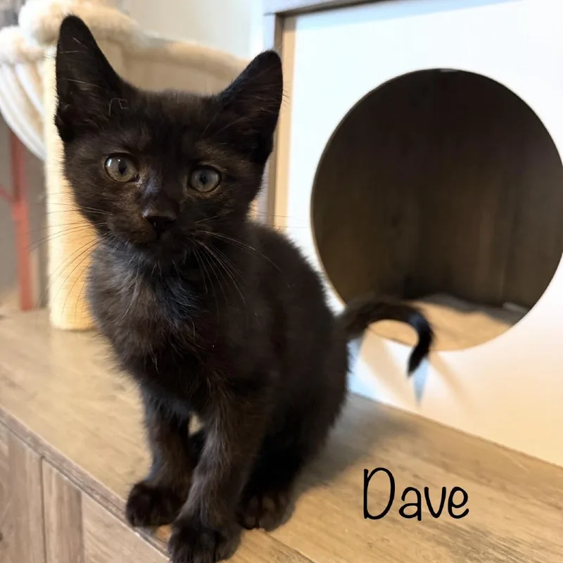 A baby small-sized male Black Domestic Short Hair cat named Dave for adoption in TITUSVILLE, FL