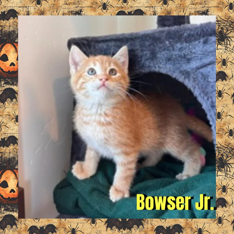 A baby medium-sized male Tabby (Orange / Red) Domestic Short Hair cat named Bowser Jr. for adoption in Red Lodge, MT